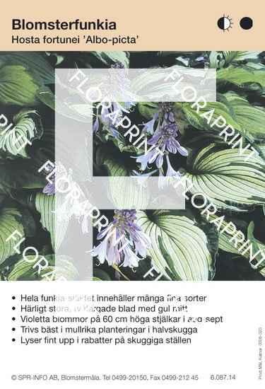 Hosta fort Albopicta