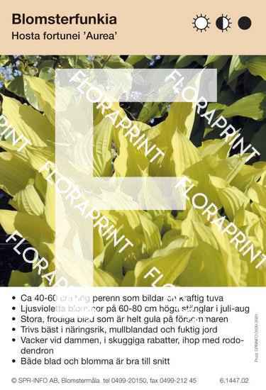 Hosta fort Aurea