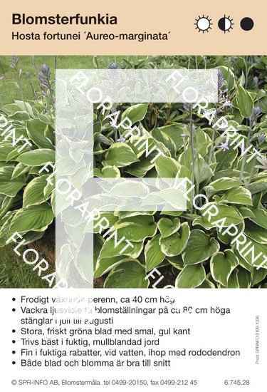 Hosta fort Aureomarginata