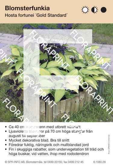 Hosta fort Gold Standard