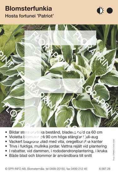 Hosta fort Patriot