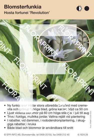 Hosta fort Revolution