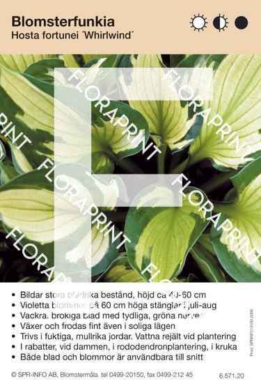 Hosta fort Whirlwind