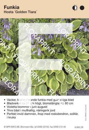 Hosta Golden Tiara