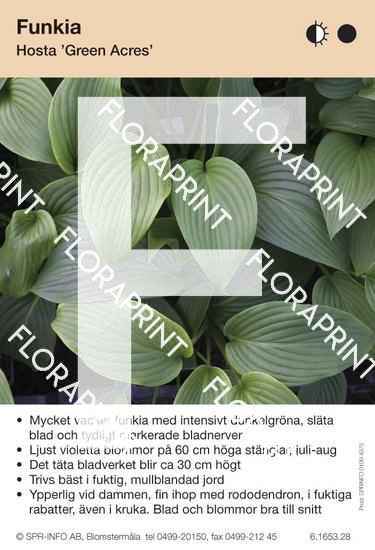 Hosta Green Acres