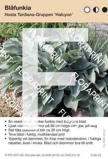 Hosta Halcyon