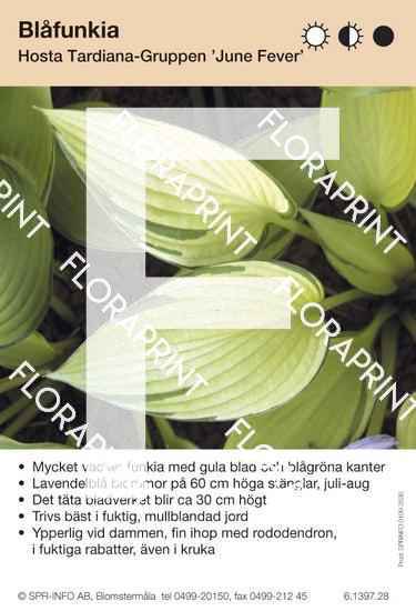 Hosta June Fever