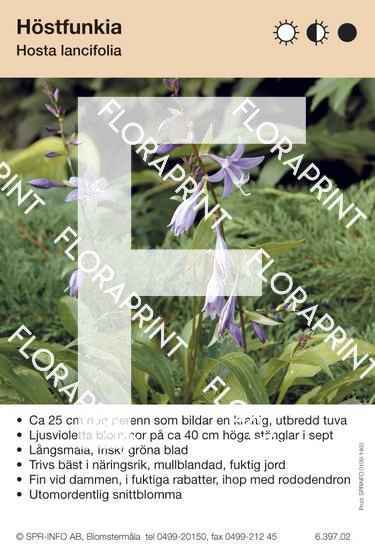 Hosta lancifolia