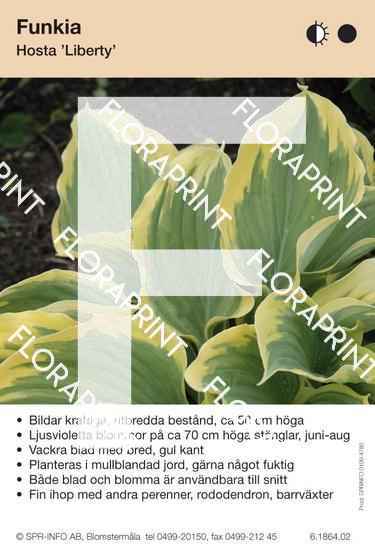 Hosta Liberty