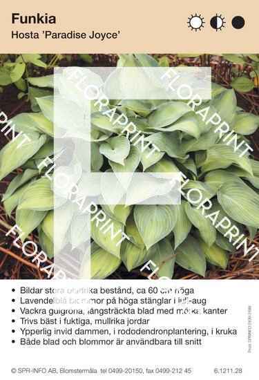 Hosta Paradise Joyce