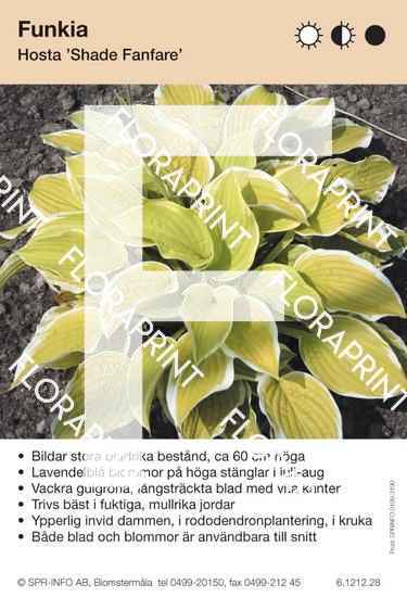 Hosta Shade Fanfare