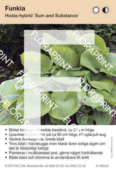 Hosta Sum and Substance