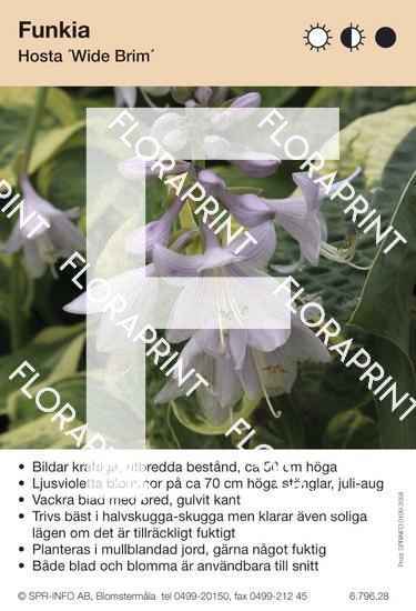 Hosta Wide Brim