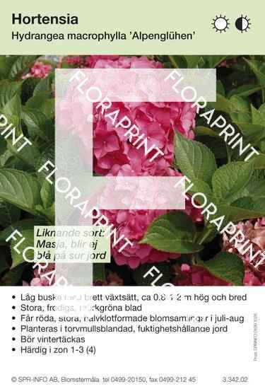 hydrangea_macrophylla_alpengluehen Hydrangea macrophylla Alpenglühen