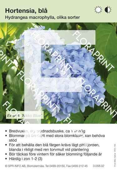 Hydrangea macrophylla blå, sorter:
