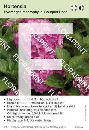 Hydrangea macrophylla Bouquet Rose
