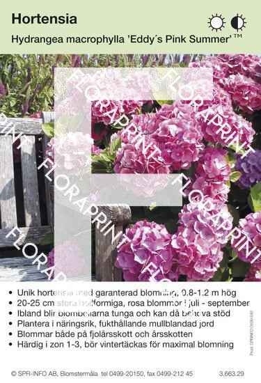 Hydrangea macrophylla Eddy’s Pink Summer