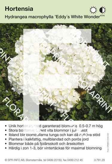 Hydrangea macrophylla Eddy’s White Wonder