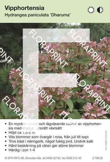 Hydrangea paniculata Dharuma