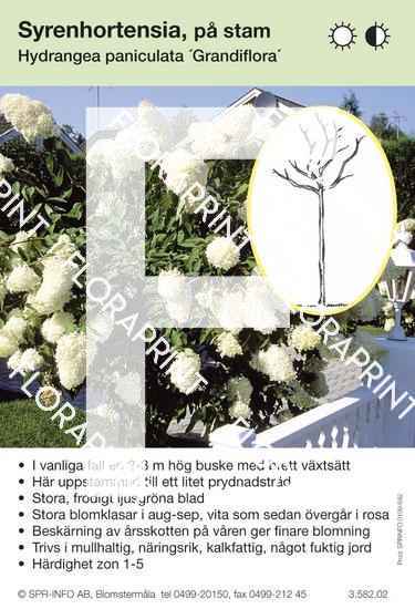 Hydrangea paniculata Grandiflora (stam)