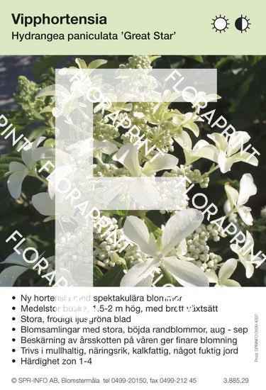 Hydrangea paniculata Great Star