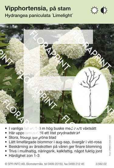 Hydrangea paniculata Limelight (stam)