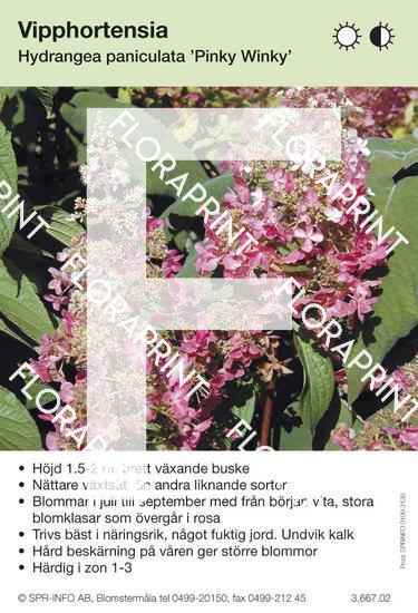 Hydrangea paniculata Pinky Winky