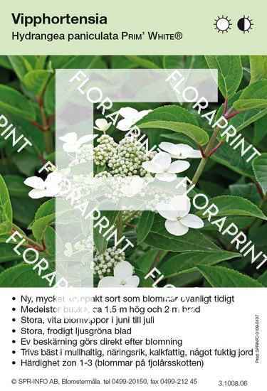 Hydrangea paniculata Prim White