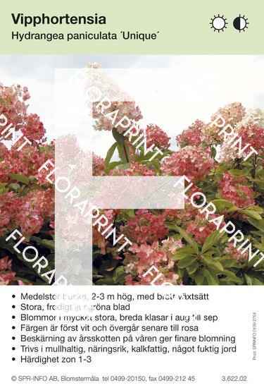 Hydrangea paniculata Unique