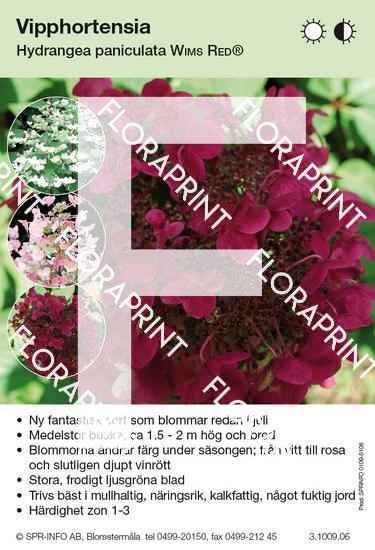 Hydrangea paniculata Wim’s Red