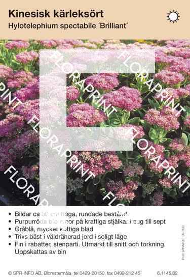 Hylotelephium (Sedum) spectabile Brillant