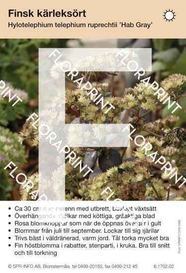 Hylotelephium (Sedum) telephium rup Hab Grey