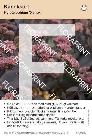 Hylotelephium (Sedum) Xenox