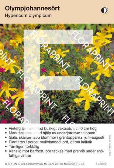 Hypericum olympicum