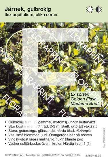 Ilex aquifolium, gulbrokig (sorter:)