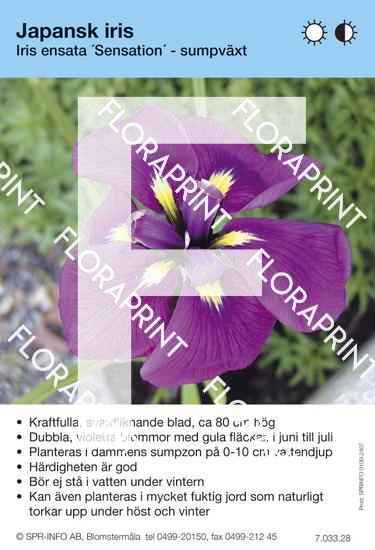 Iris ensata Sensation
