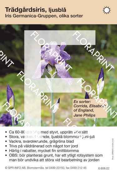 Iris germanica allm ljusblå (sorter:)