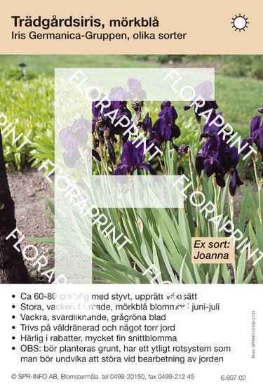 Iris germanica allm mörkblå (sorter:)