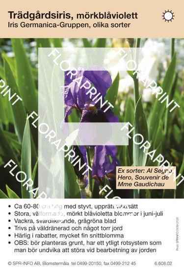 Iris germanica allm mörkblåviolett (sorter:)