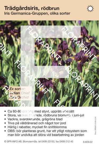 Iris germanica allm rödbrun (sorter:)