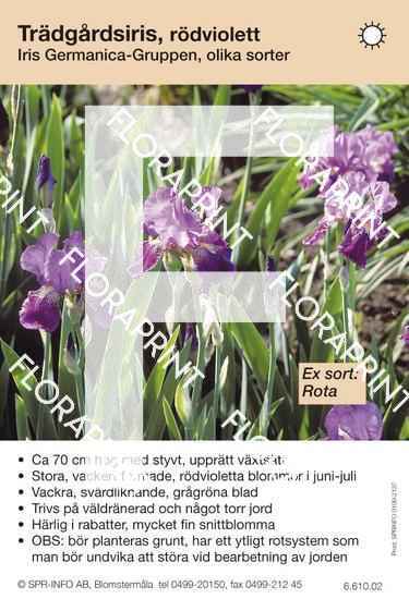 Iris germanica allm rödviolett (sorter:)