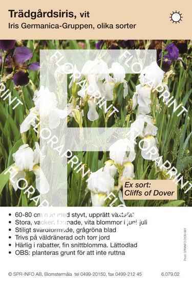 Iris germanica allm vit (sorter:)