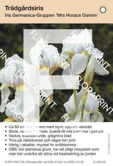 Iris germanica Mrs Horace Darwin