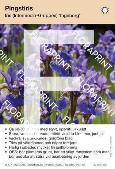 Iris intermedia Ingeborg