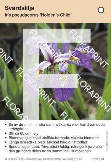 Iris pseudacorus Holden´s Child