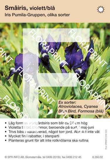 Iris pumila