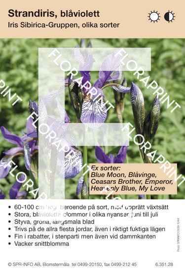 Iris sibirica allm blåviolett (sorter:)