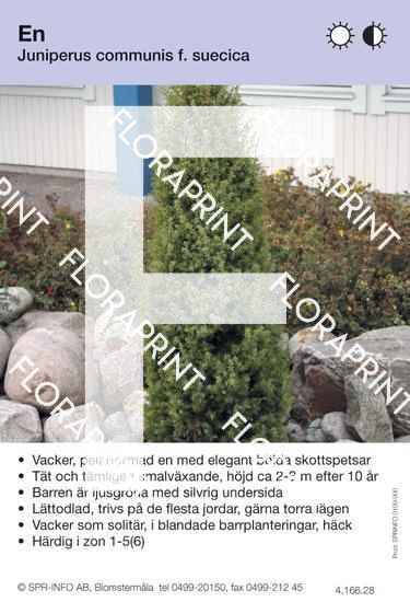 Juniperus com f. suecica