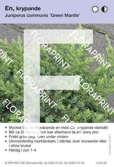 Juniperus com Green Mantle