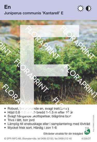 Juniperus com Kantarell E